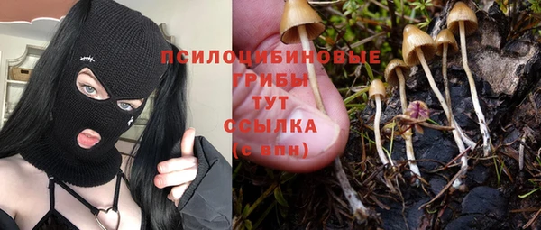 прущие грибы Аркадак